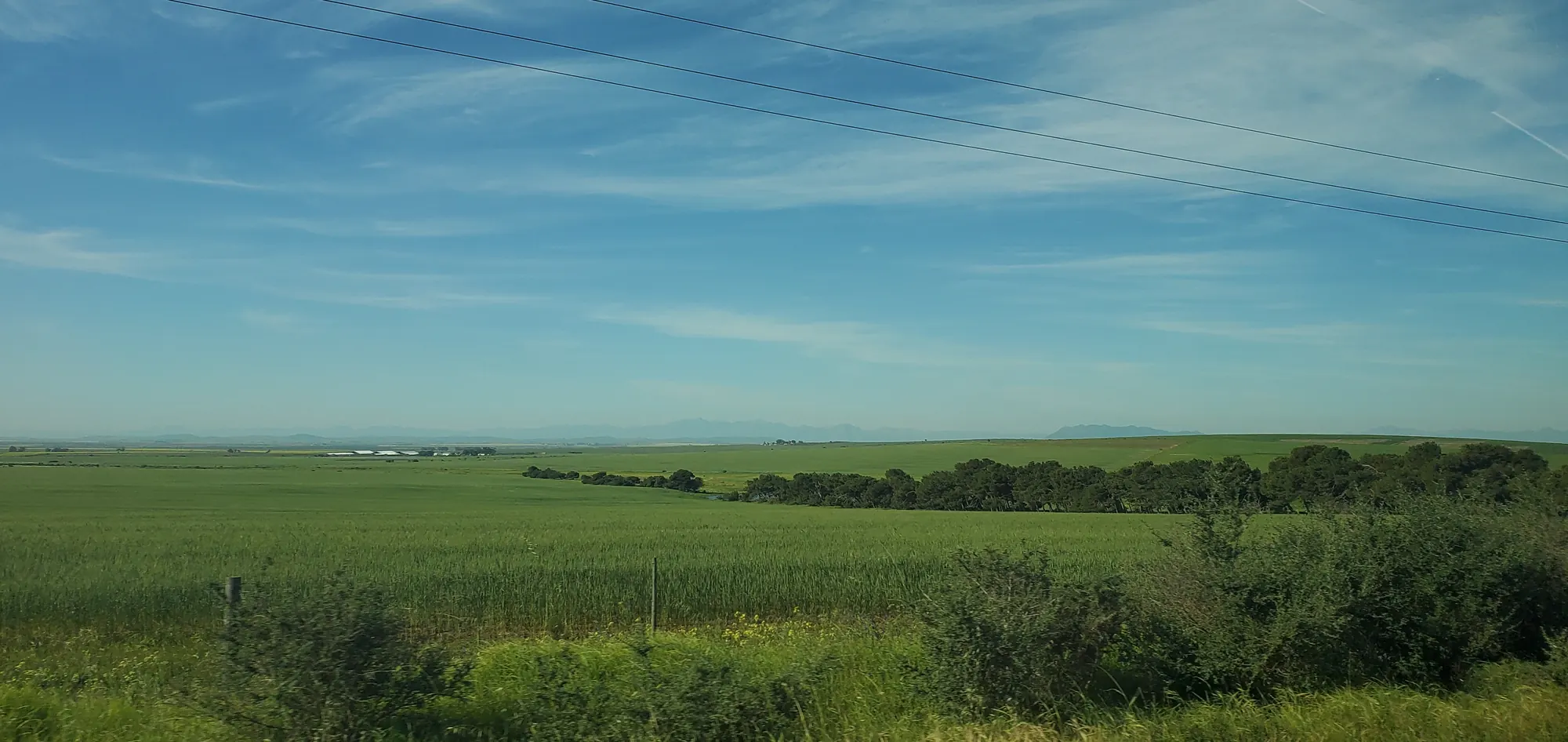 Green wheat fields of the Swartland